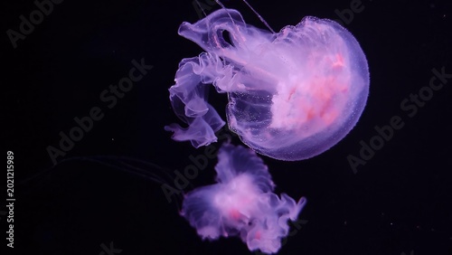 Fotografie Jellyfish close view background, marine life