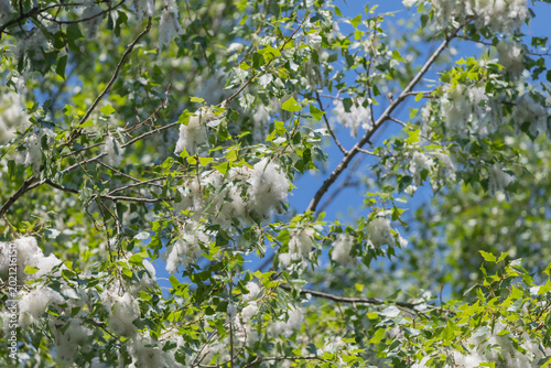 Cottonwood fluff on green poplar tree branches against a clear blue summer sky