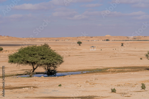 Принти на полотні Dry area in Saudi Arabia desert with scarce water source and bush trees
