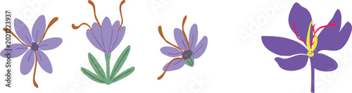 Schilderij op canvas A vector set featuring a collection of vibrant purple saffron crocus flowers with red stigmata and green leaves isolated on a grey background