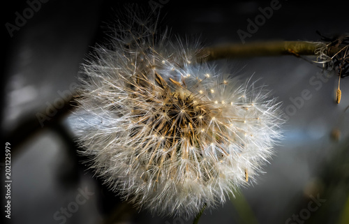 flower in the spring