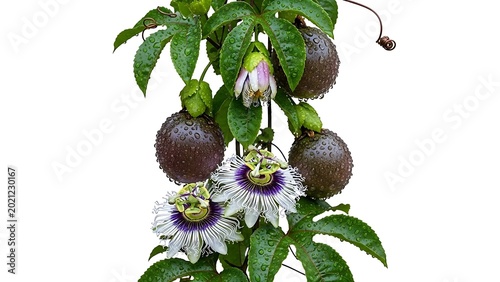 Exotic purple passion fruit vine with blooming flowers and round fruits passionfruit tropical isolated ingredient gardening passionflower botanical culinary nutrition climbing