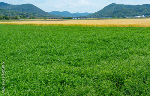 Foto Green leguminous green manure crops in a paddy field for soil improvement, susta