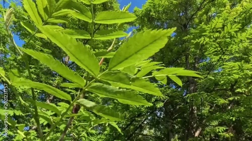 Bright green foliage on a tree during spring. Lush leaves swaying gently in the wind under a clear blue sky. Nature growth concept with sunlight filtering through branches, low angle view, daylight.