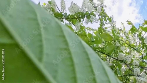 Bird cherry tree blooming in spring garden. White flowers on branches against blue sky. Nature awakening and botany season, view from below showing fresh green leaves and floral buds on sunny day.