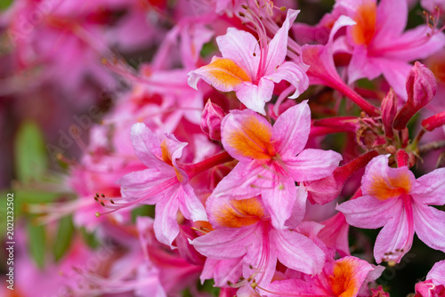 Photos Gartenazalee mit überbordender Blüte