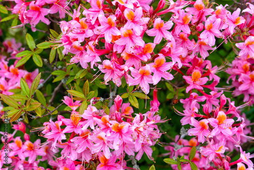 Konstfotografi Gartenazalee mit überbordender Blüte