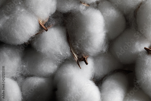 Fotografie Cotton boll fluffy fibers сlose-up