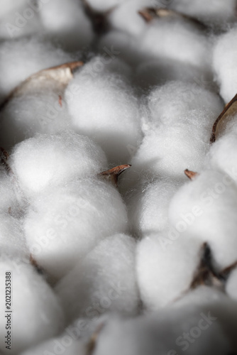 Obraz na plátně Cotton boll fluffy fibers сlose-up