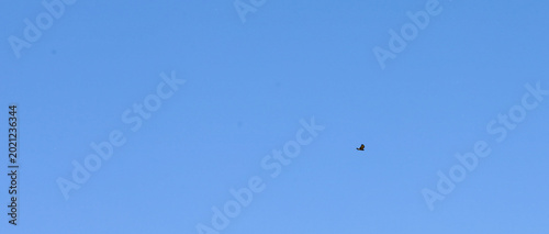 Fotografi A lone bird of prey soars majestically in the vast clear blue sky, demonstrating true freedom and ease of flight high above the ground