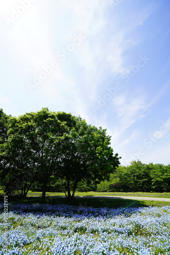 青い空とネモフィラの青い花