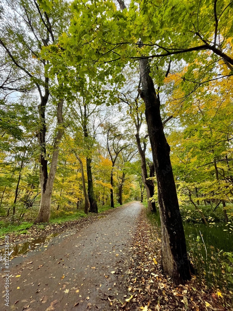 Fototapeta premium path in autumn forest