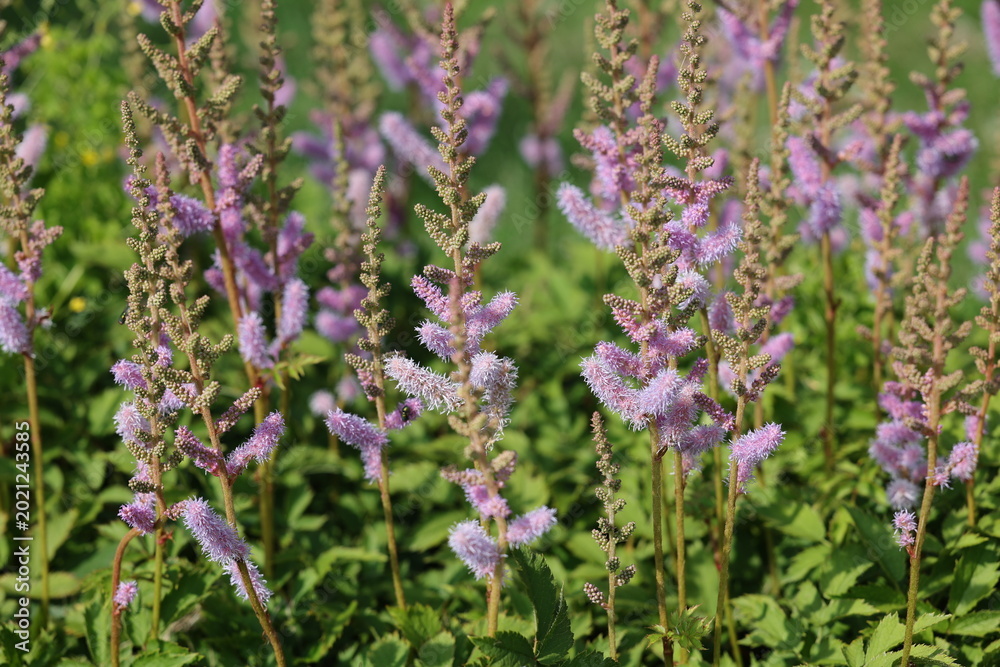 Naklejka premium Jolies fleurs rose d'Astilbe chinensis , Pumila