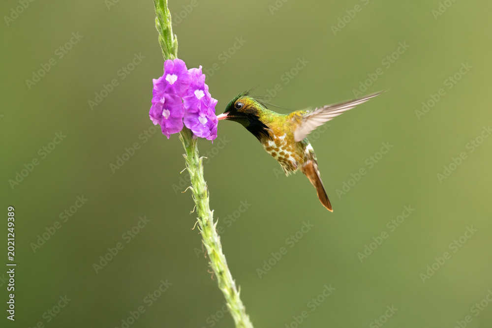 Obraz premium The black-crested coquette (Lophornis helenae) is a species of hummingbird in the 