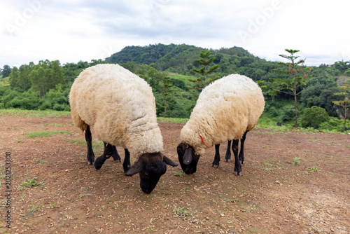 Obraz na plátně black-faced sheep grazing on dirt ground with green forest and mountain in backg