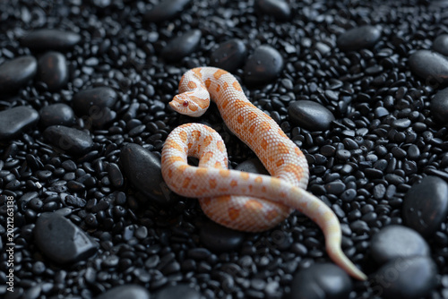 Arctic Albino Anaconda Hognose snake (Heterodon nasicus) with bright orange and white patterns on black pebbles