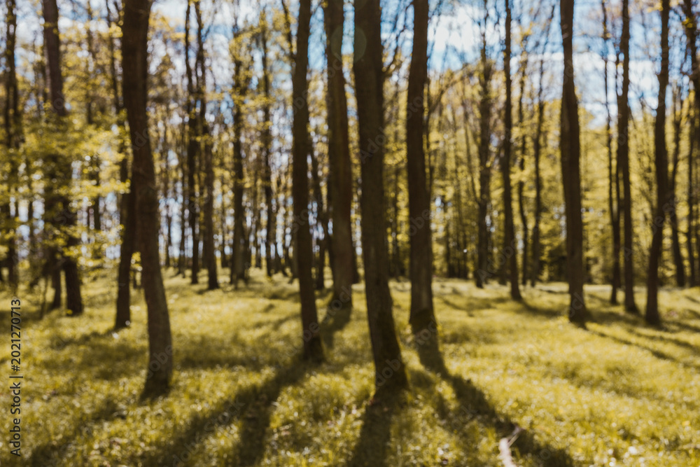Fototapeta premium blurred view forest in the morning