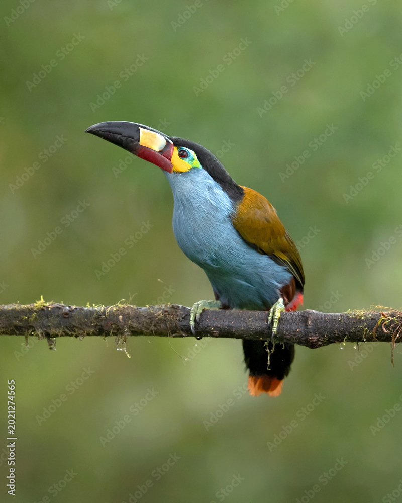 Obraz premium plate-billed mountain toucan (Andigena laminirostris) is a species of bird in the family Ramphastidae. It is native to the west slope of Ecuador and extreme southern Colombia