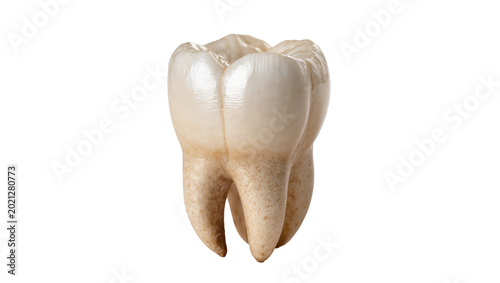 Obraz na płótnie Human molar tooth with visible roots and enamel, isolated on transparent backgro