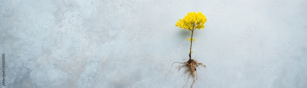 Fototapeta premium Single yellow flower showing roots on textured gray surface