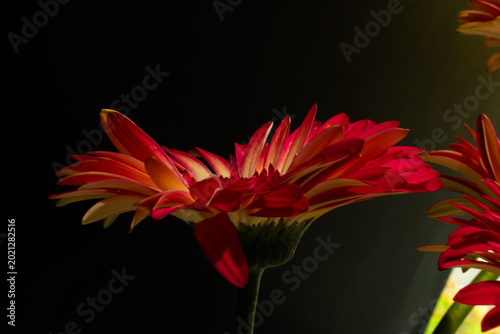 Red Daisy
