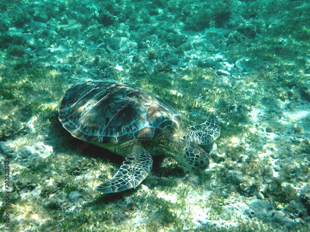 Fototapeta premium snorkeling with a green sea turtle at gili trawangan