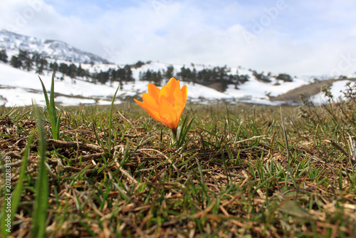Tableau sur toile yellow crocus, the harbinger of spring