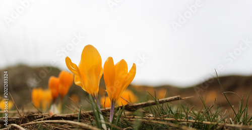 Fotografía yellow crocus, the harbinger of spring