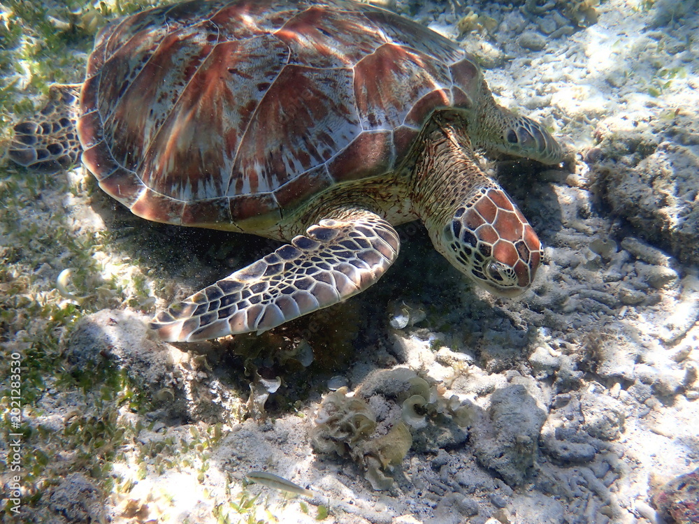 Fototapeta premium snorkeling with a green sea turtle at gili trawangan