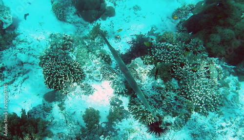 Photos Slender Cornetfish hovering above the reef