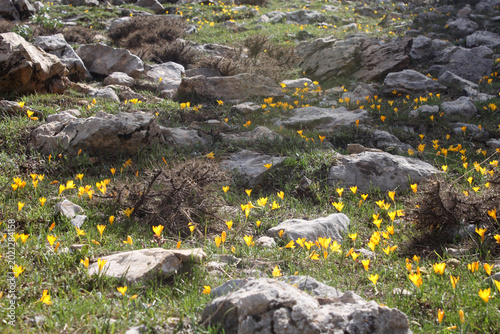 Quadro su tela yellow crocus, the harbinger of spring