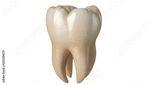 Photos Realistic human molar tooth with two roots, isolated on transparent background