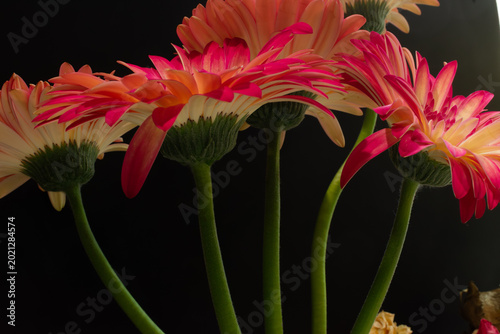 Red Daisy