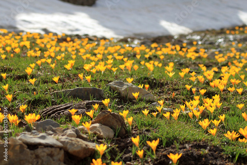 Fotografia yellow crocus, the harbinger of spring