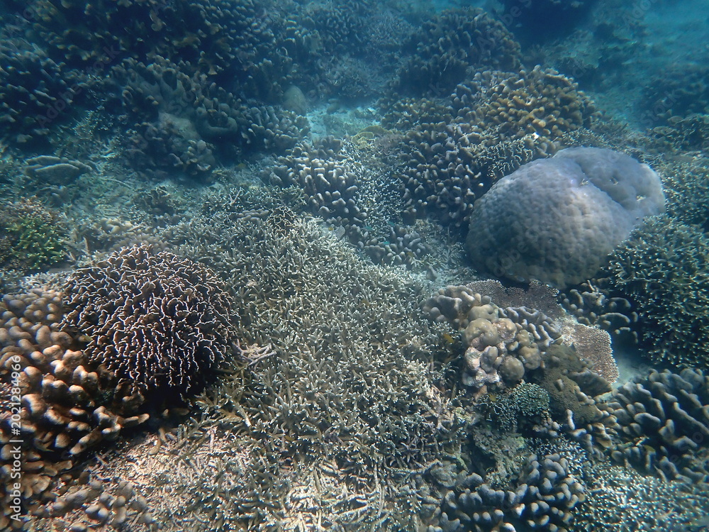 Fototapeta premium snorkeling at colorful coral reef on gili trawangan