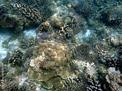 snorkeling at colorful coral reef on gili trawangan