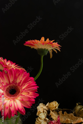 Red Daisy