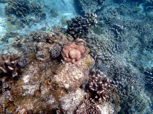 snorkeling at colorful coral reef on gili trawangan