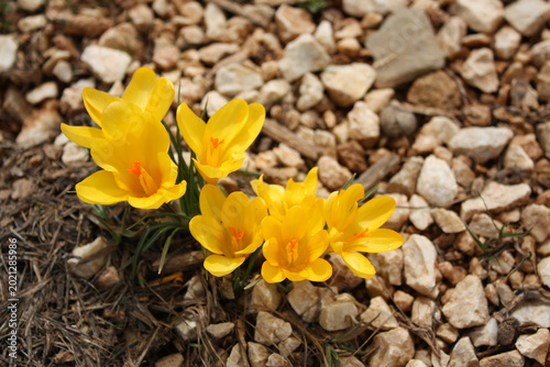 Bilde på lerret yellow crocus, the harbinger of spring