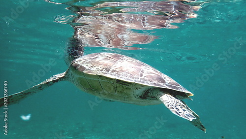 snorkeling with a green sea turtle at gili trawangan