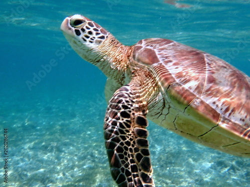 snorkeling with a green sea turtle at gili trawangan
