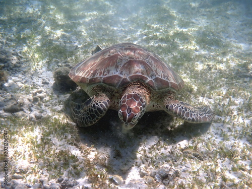 snorkeling with a green sea turtle at gili trawangan
