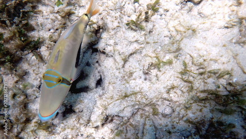 Picasso Triggerfish swimming over coral reef