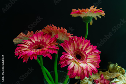Red Daisy