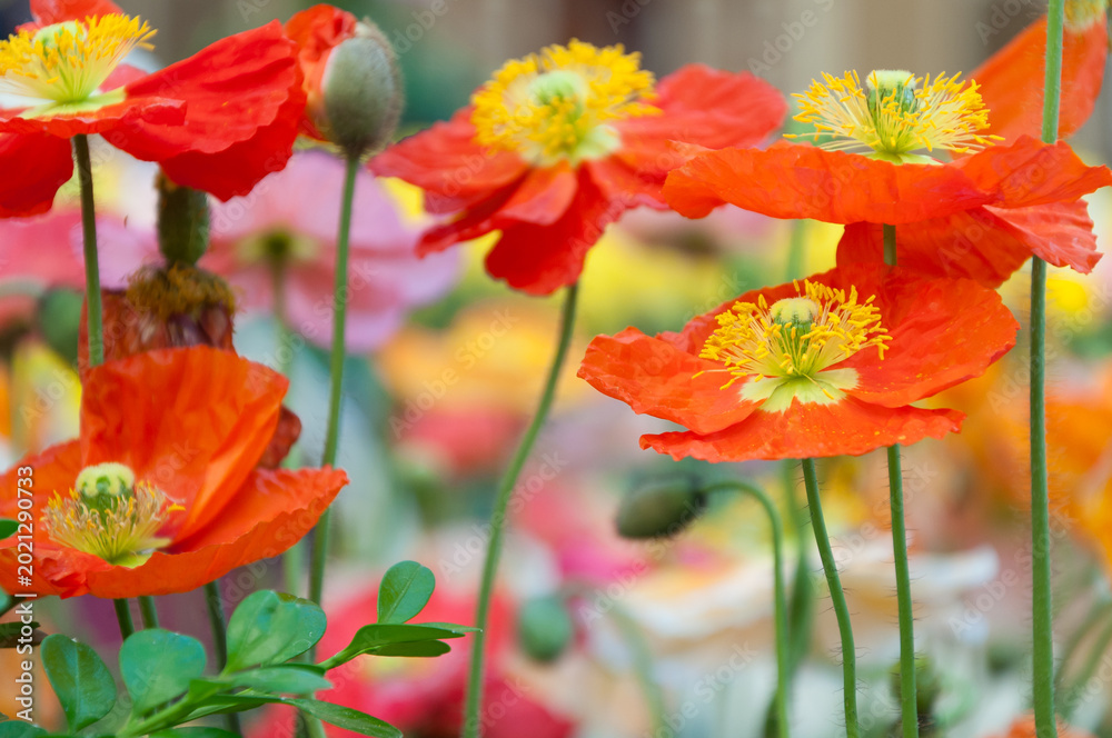 Naklejka premium Bright Orange Flowers in Bloom