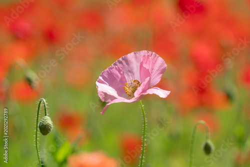 Photos ピンクのポピーの花