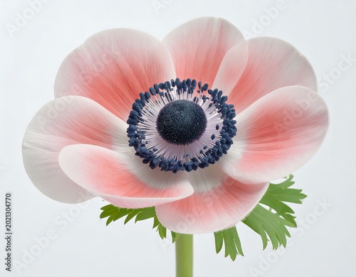 Anemone Flower - pink flower