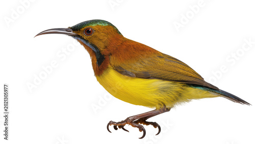 Valokuva Orange-bellied bird with curved beak, isolated on transparent background