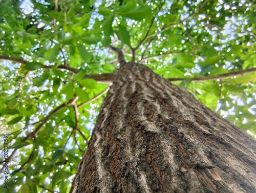 Cuadro en lienzo Low angle view of a tall tree with green leaves and textured bark against a bright canopy