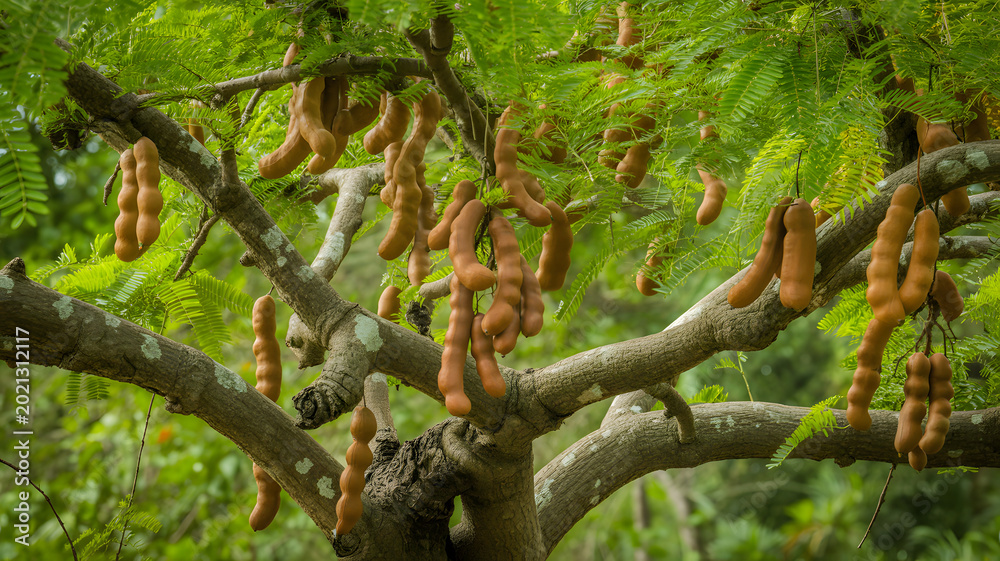 Fototapeta premium Tree with brown tamarind pods hanging from green branches